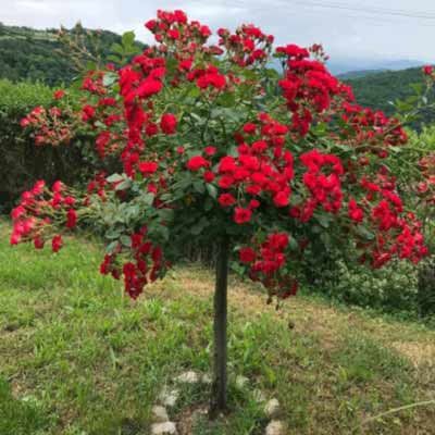 Ruža stablašica Skarlet